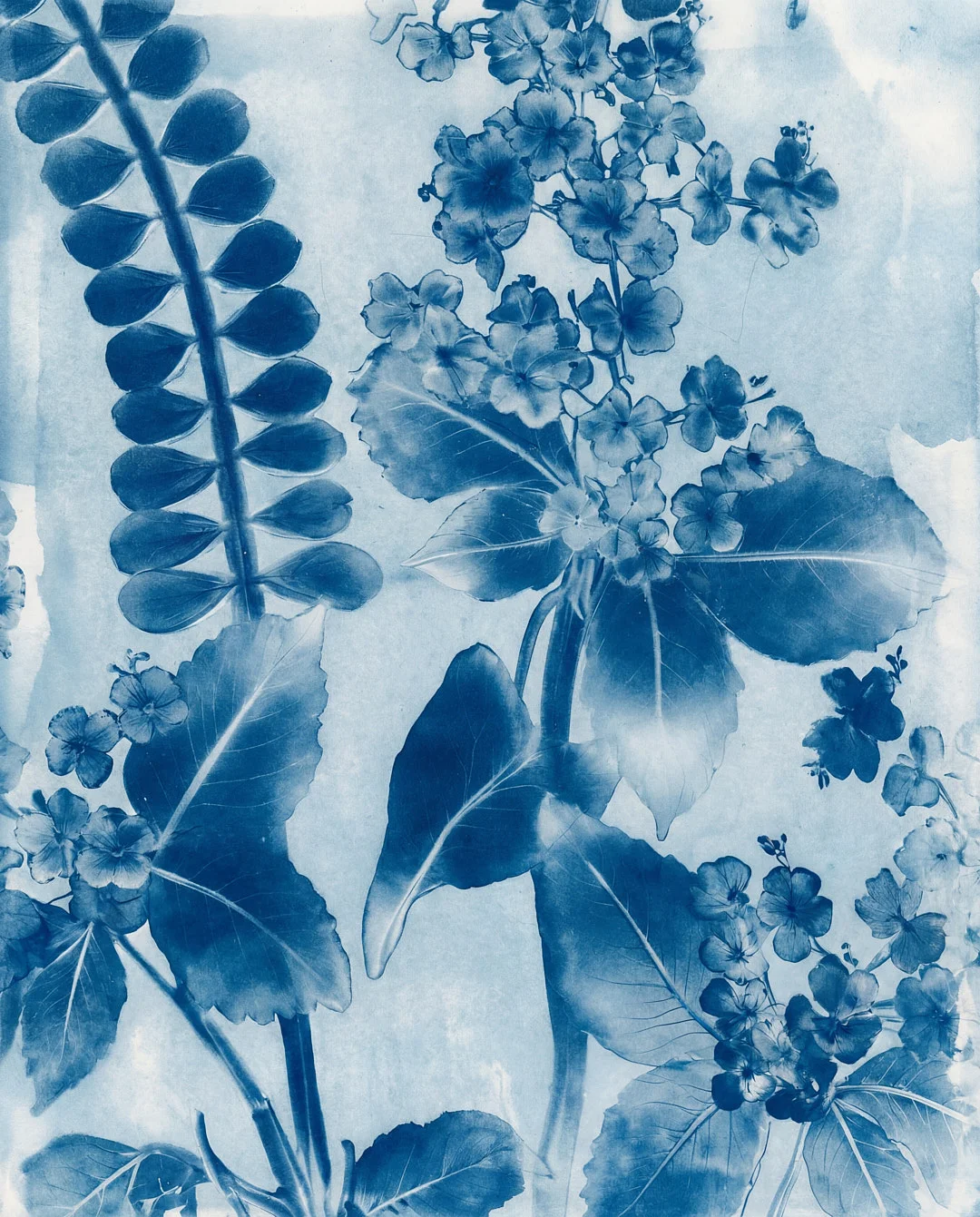 Floral Cyanotype IV